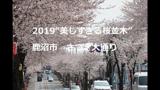 2019美しすぎる桜並木・鹿沼市　A row of cherry trees that are too beautiful