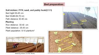 Package of practices for growing Gerbera by Prof. A. C. Jadhav