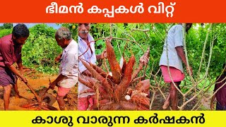 ഒറ്റ തണ്ടിൽ 100 kg വരെ വിളവ് || Biggest Tapioca