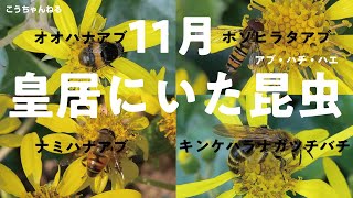 昆虫みっけ！055: 11月の皇居にいた昆虫（アブ、ツチバチ、ハエ） (horsefly, scoliid wasp, and fly)