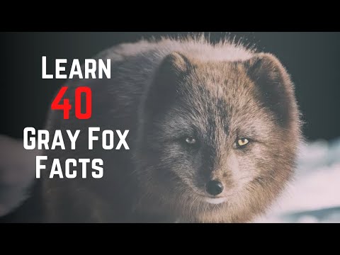 What eats a gray fox?