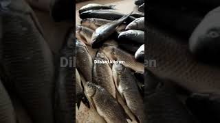 Nellore famous fish market