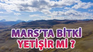 MARS'TA BİTKİ YETİŞİR Mİ ?