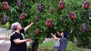 Mix of Harvesting Mulberries, Pear, Golden Loquat and Strawberry | Making Jam and Compote