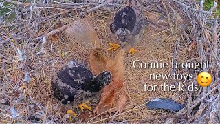 #322🦅Captiva Eagle Nest／Clive💗Connie／Window To Wildlife／Captiva Eagle Cam | 4K PTZ | Connie \u0026 Clive