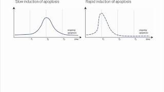 Measurement of Apoptosis at One Time Point