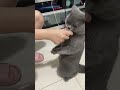 笑到令人噴飯的動物搞笑視頻合集 funny videos funny animals cats dogs pets