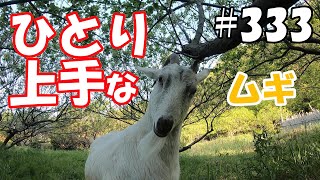 ひとり上手なヤギ！一人なら果樹園はバラダイス  ＃３３３　おとぼけ山羊達に癒されて