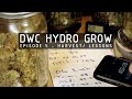 DWC Hydroponic Cannabis Grow Ep 5. Harvest & Cure