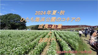 2024年夏・秋 ひたち海浜公園のコキアの成長と紅葉の様子