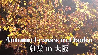 Autumn Leaves in Osaka - Settsukyo Park/ 摂津峡公園の紅葉