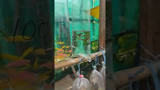 aquarium fish on roadside shop for cheap price at  kolathur from Rs.10 #fish #guppy #kolathurmarket