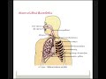 human respiratory system මානව ශ්වසන පද්ධතිය