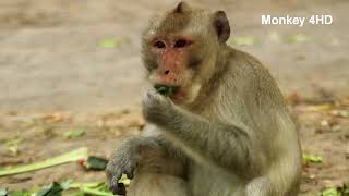 This old Monkey 4HD is hungry so he eats vegetable so delicious