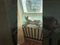 Греется на солнышке funny animals cat