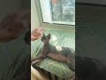 Греется на солнышке funny animals cat