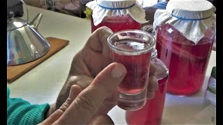 ASMR How I Make Hibiscus Kombucha