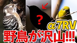 SONY α7RVで野鳥撮影に行ったら鳥パラダイスだった