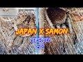 Black Samon Vs Brown Japan Spider- Rematch🇵🇭🕷️ 🇯🇵