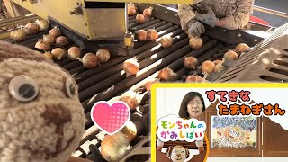 たまねぎ導入動画【親子で視聴】