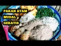 cara membuat pakan ayam gratis dari bahan seadanya