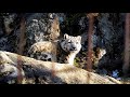 フクくん、お目覚めです　snow leopard ユキヒョウ 　多摩動物公園