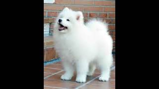 cute❤white dog attitude😈😈status🔥🔥||#shorts #viral #viralvideo