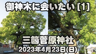 御神木に会いたい[1]三箇菅原神社2023年4月23日(日)