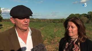 A Béziers, enquête ouverte pour retrouver celui qui a arraché les 200 plants de vignes de Frédéric