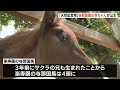 「すごい速さで走る姿見て」　天然記念物「与那国馬」赤ちゃん誕生＝静岡・三島市