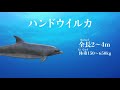 【海の生き物】うごくずかん・海の生物〜クジラとイルカ〜