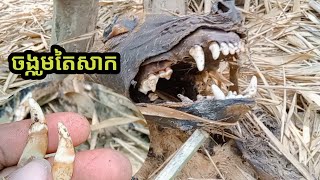 ថ្ងៃនេះហេងណាស់ជួបរបស់ល្អ(ចង្កូមតៃសាក)