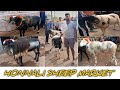 Honnali sheep and goat market // ಹೊನ್ನಾಳಿ ಕುರಿ ಸಂತೆ ಮಾರುಕಟ್ಟೆ #sheepmarket #foryou #viralvideo