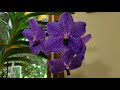 summer vanda fertilizing care and updates