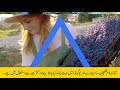 shaina name meaning in urdu and lucky number shaina naam ka matlab