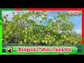 Get to know Mangrove Trees @ayoebbapuzi