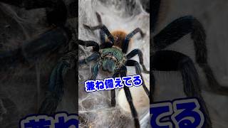 タランチュラのお腹　#タランチュラ　#tarantula #グリーンボトルブルー