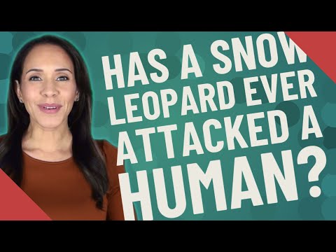 Has a snow leopard ever killed a human?