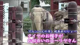 スーリヤさん、 タイヤのお帽子が素敵＆アルンくん、牙が成長中　2022.07.07