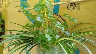Let's plant more pansit pansitan for anti gout/pepperomia pellucida