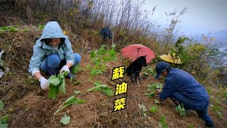 姑娘怕变阳不敢乱跑，跟老爸上山开荒种油菜，小狗捣乱被教育了！