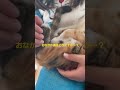 天ちゃんだっこ 観念 　 保護猫を家族に 猫動画