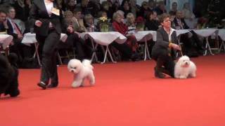 Diggy on the Brussels Dog Show 1