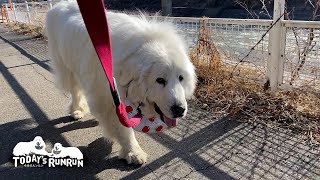 やっと来た遅めの春をお父さんとのんびり散歩したルンルンです　Great Pyrenees　グレートピレニーズ