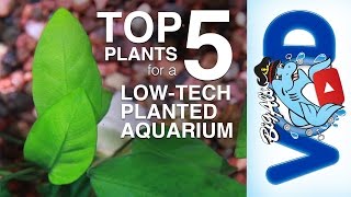 Top 5 Plants for a Low-Tech Planted Aquarium | BigAlsPets.com