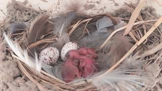 ツバメ 孵化１日目 (抱卵14日目)