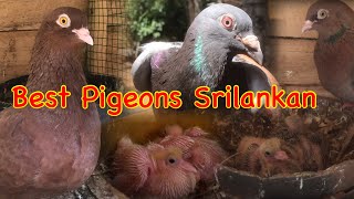 Pigeons Breeding Cages In Srilankan සුපිරිම බ්‍රිඩින් පරවියන් සෙට්එක