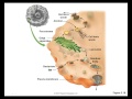 Cell structures and cellular respiration