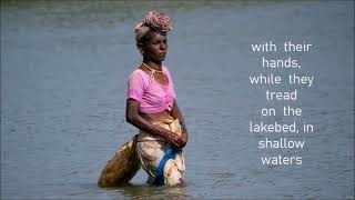 TRADITIONAL PRAWN PICKING IN PULICAT LAKE, TAMIL NADU, INDIA