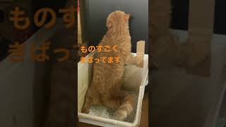 全力で気張ってますベアくん【エキゾチックショートヘアとペルシャの長毛ネコズ】#猫 #エキゾチックショートヘア #ペルシャ #家族 #cat #shorts